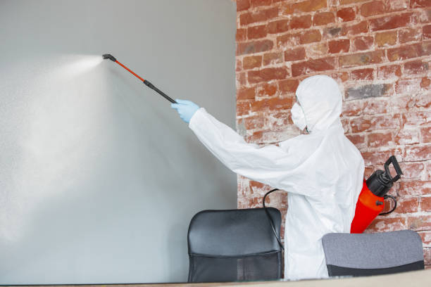 Best Water Damage & Mold Remediation  in La Mesilla, NM