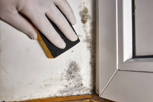 Best Basement Mold Removal  in La Mesilla, NM